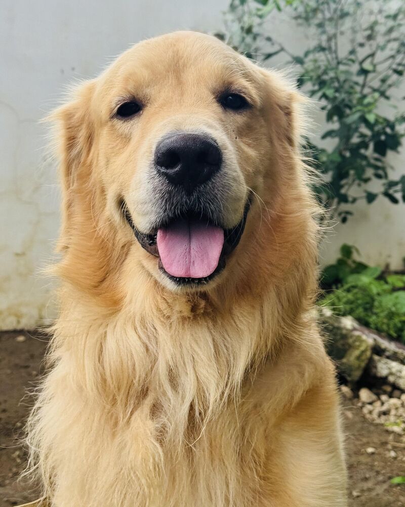 Who’s the good boy? Meet Shanks!