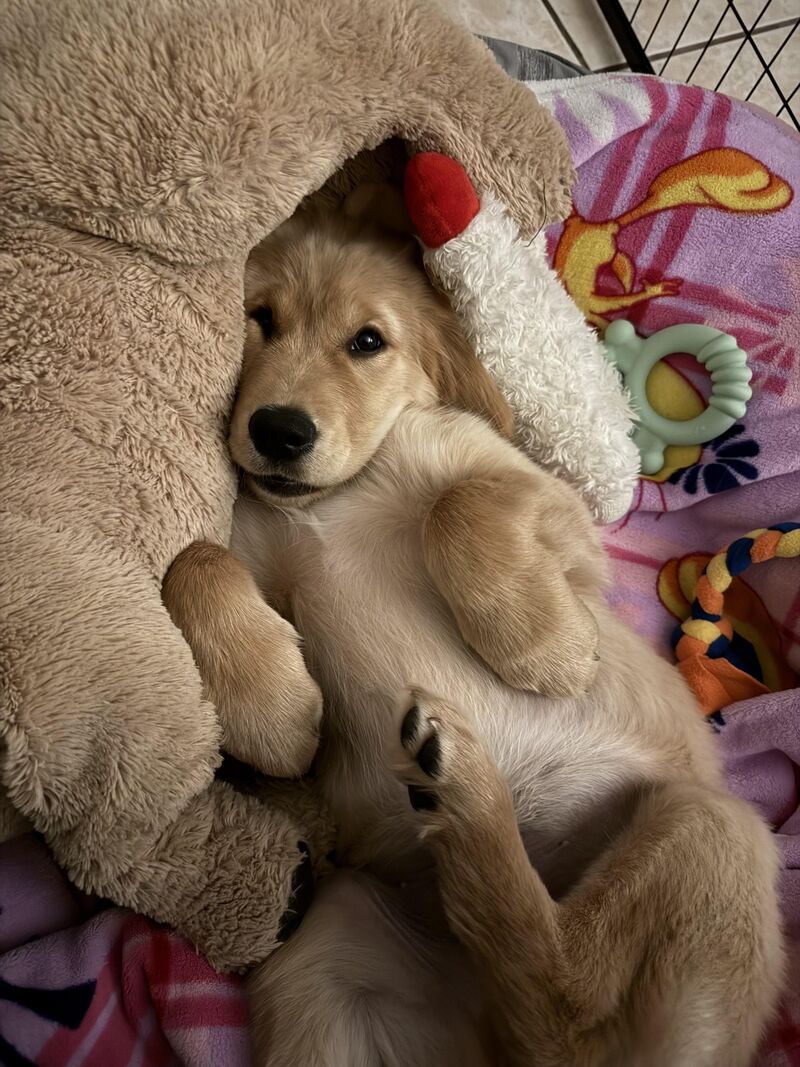 People friendly but shy/scared of dogs