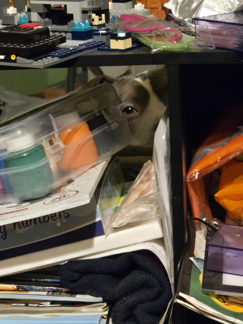 She has become raptor