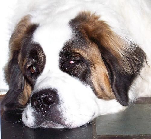 Stbernard