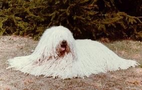Komondor