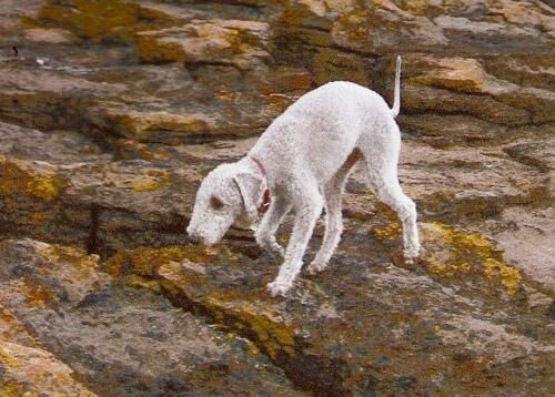 Terrier Bedlington