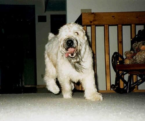 Terrier Wheaten