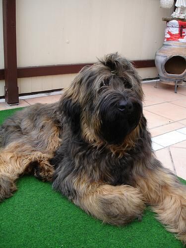 Briard