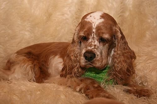 Spaniel Cocker