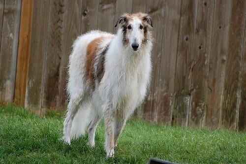 Borzoi