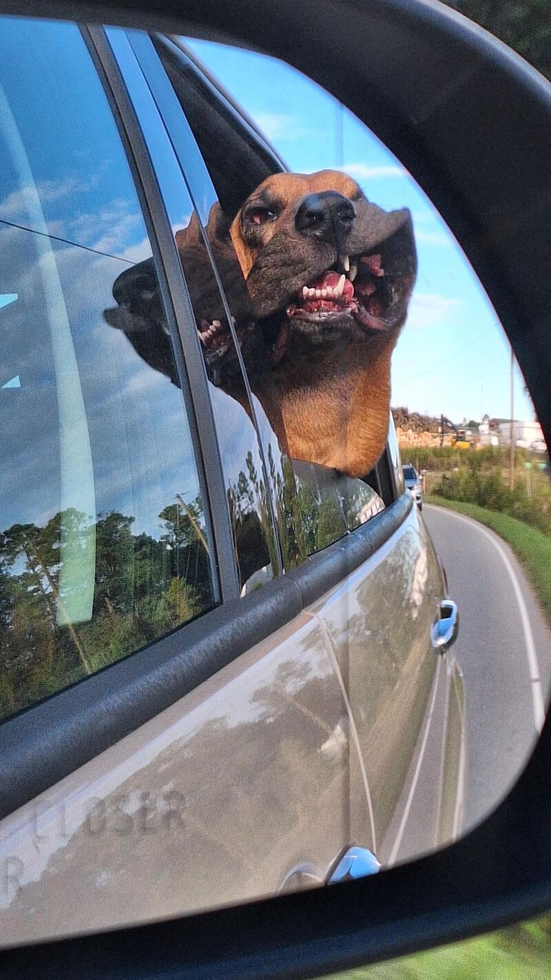 Let's post HAPPY DOG PICS to negate all the damn sadness this sub is bringing lately!