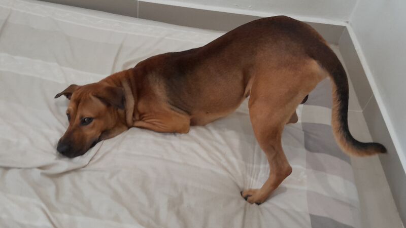 Seconded about this sub has become the 'crossing the rainbow bridge' sub