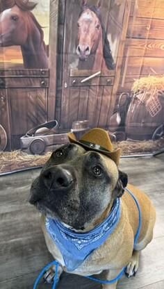 My big girl got voted the dog of the month at her doggy daycare she goes to once a week. Plus they dressed her up as a cowgirl and she's so cute. She's a rescue living her best life. Her nickname is Miss.Wiggles because she wiggles so much when she gets excited.