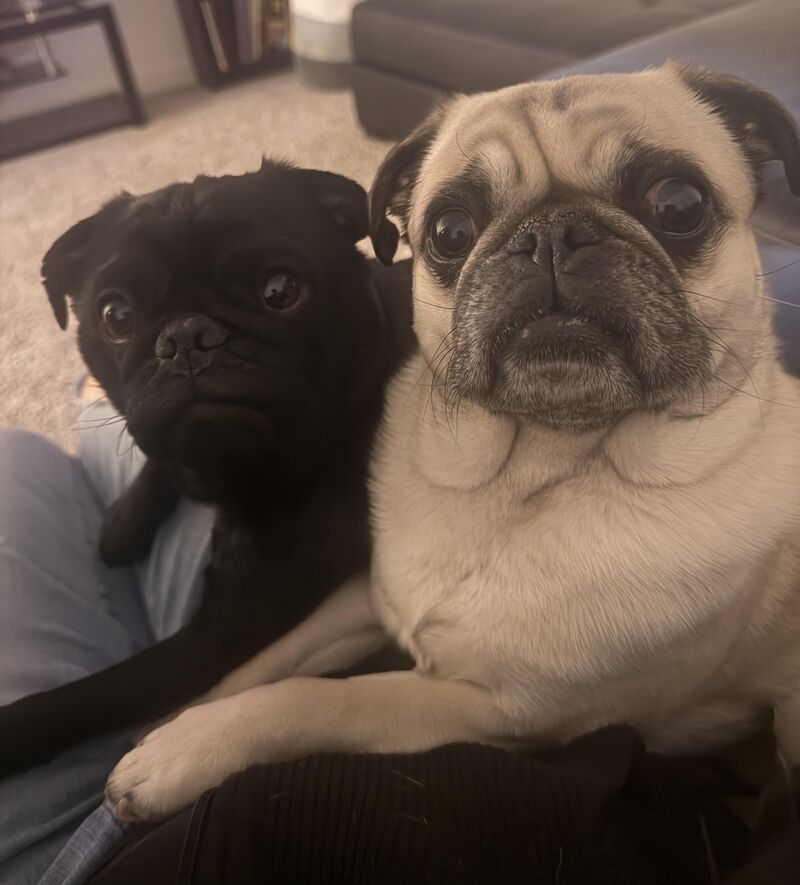 My very alive pugs