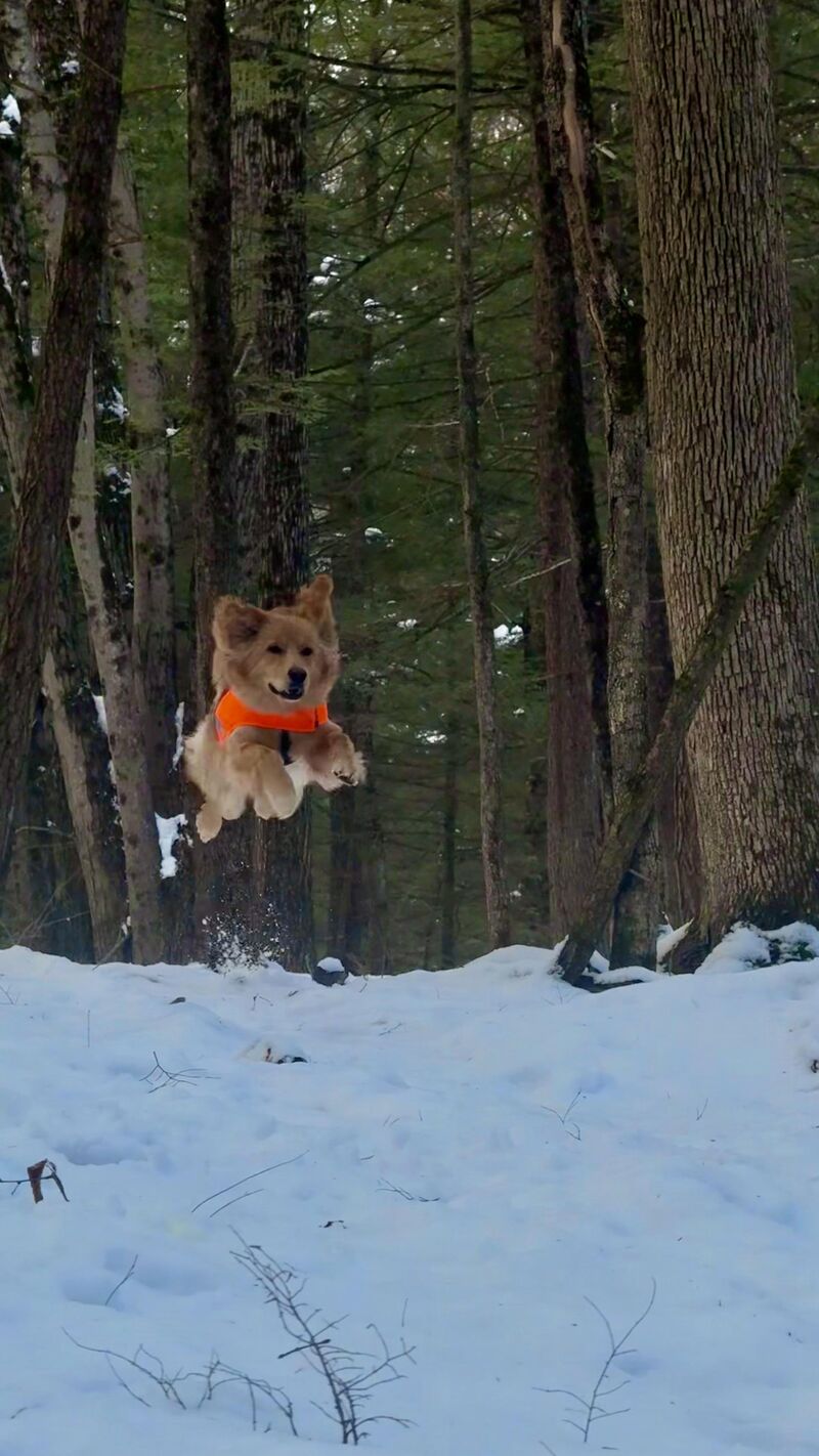 Geddy the flying Hovawart