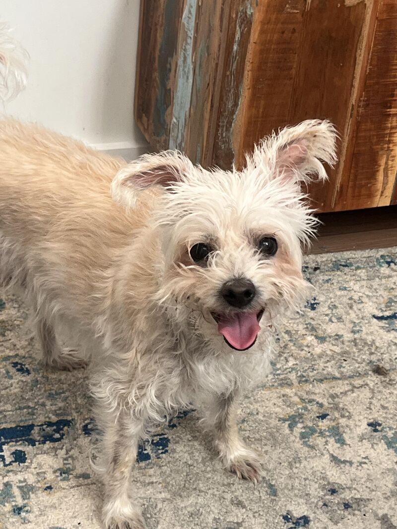 my happy lil scruff (Lola)