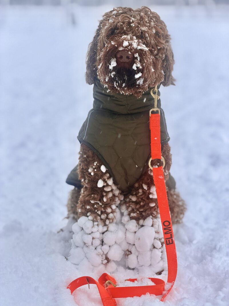 This is Elmo, Elmo likes the snow