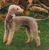 Terrier Bedlington