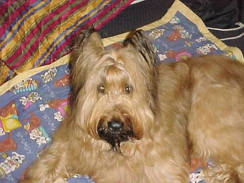 Briard