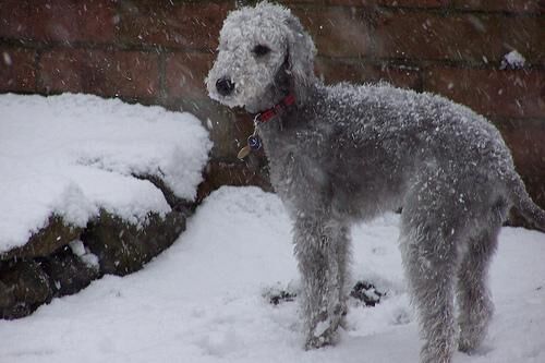 Terrier Bedlington