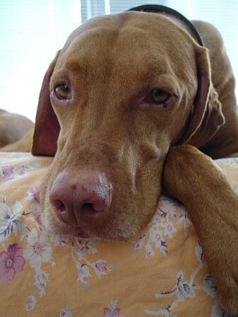 Vizsla