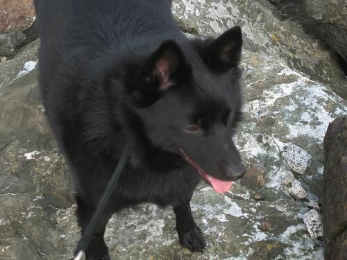 Schipperke