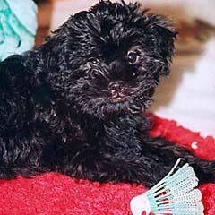 Affenpinscher