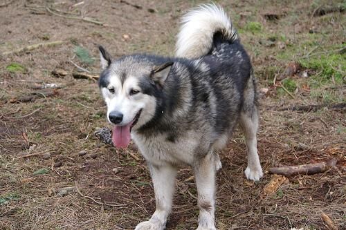 Malamute