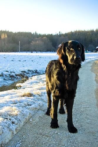 Retriever Flatcoated