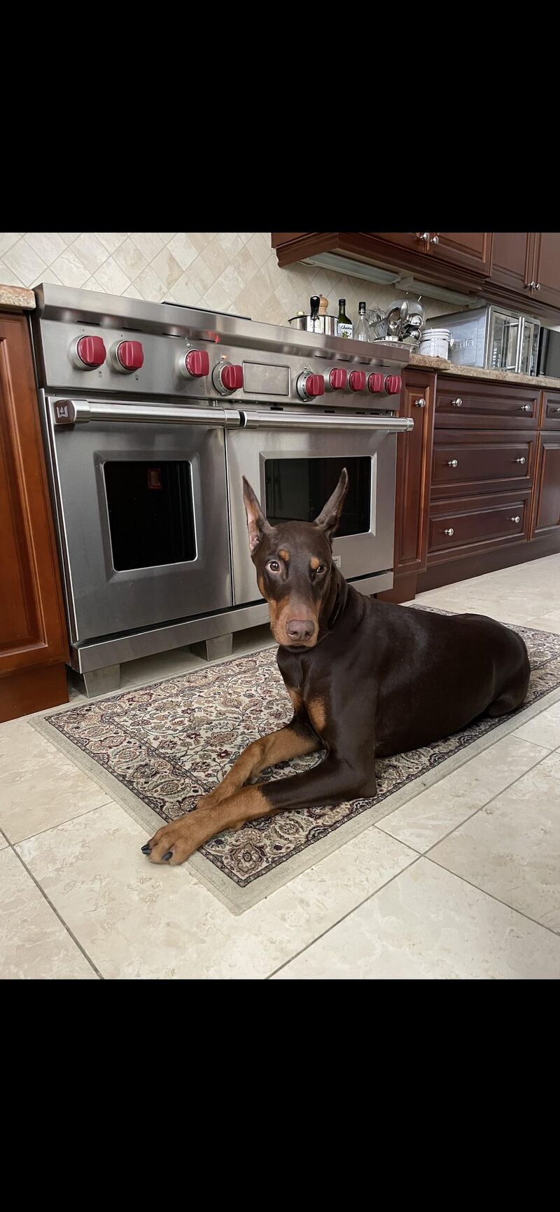 The Westminster Best in Show winner Penny is my dog’s aunt!