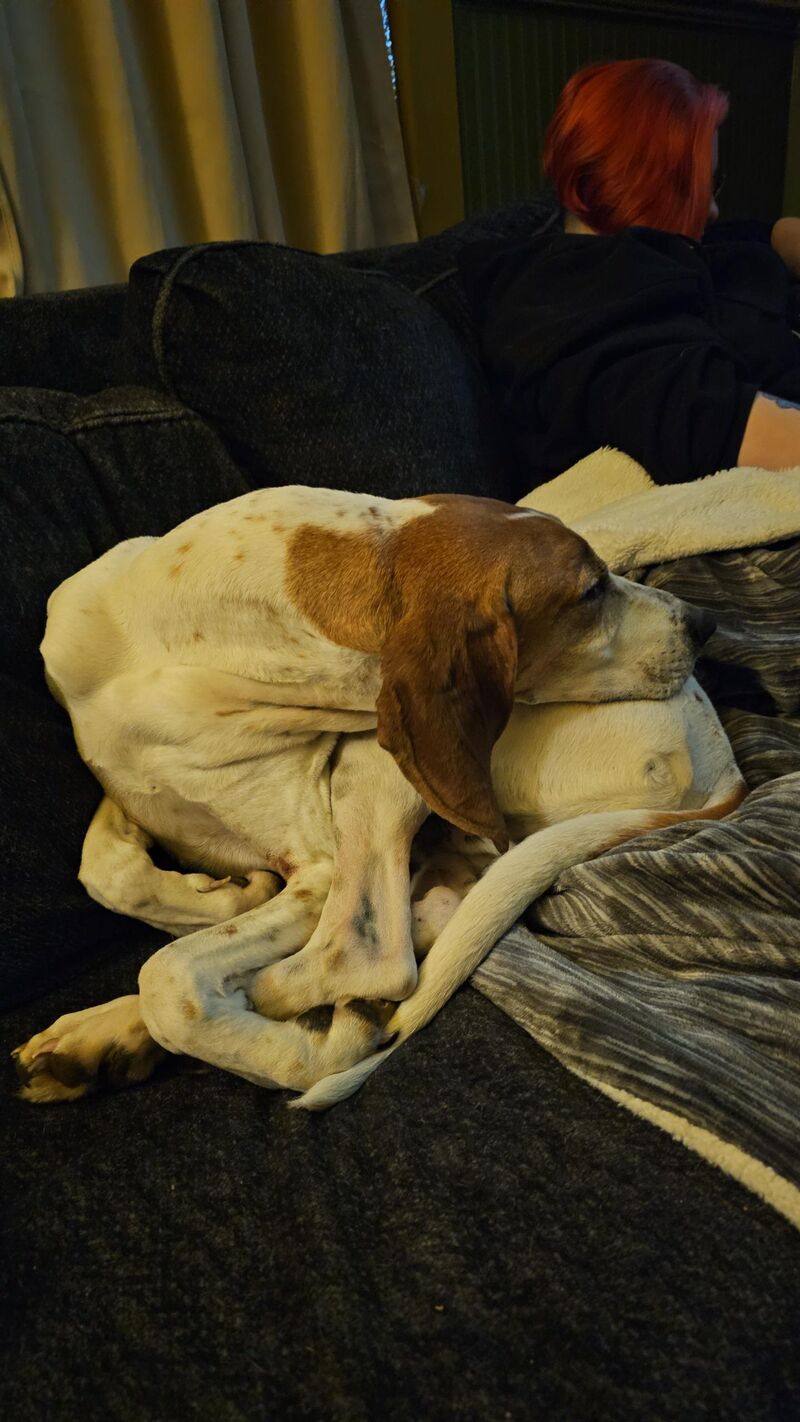 Coonhound pretzel