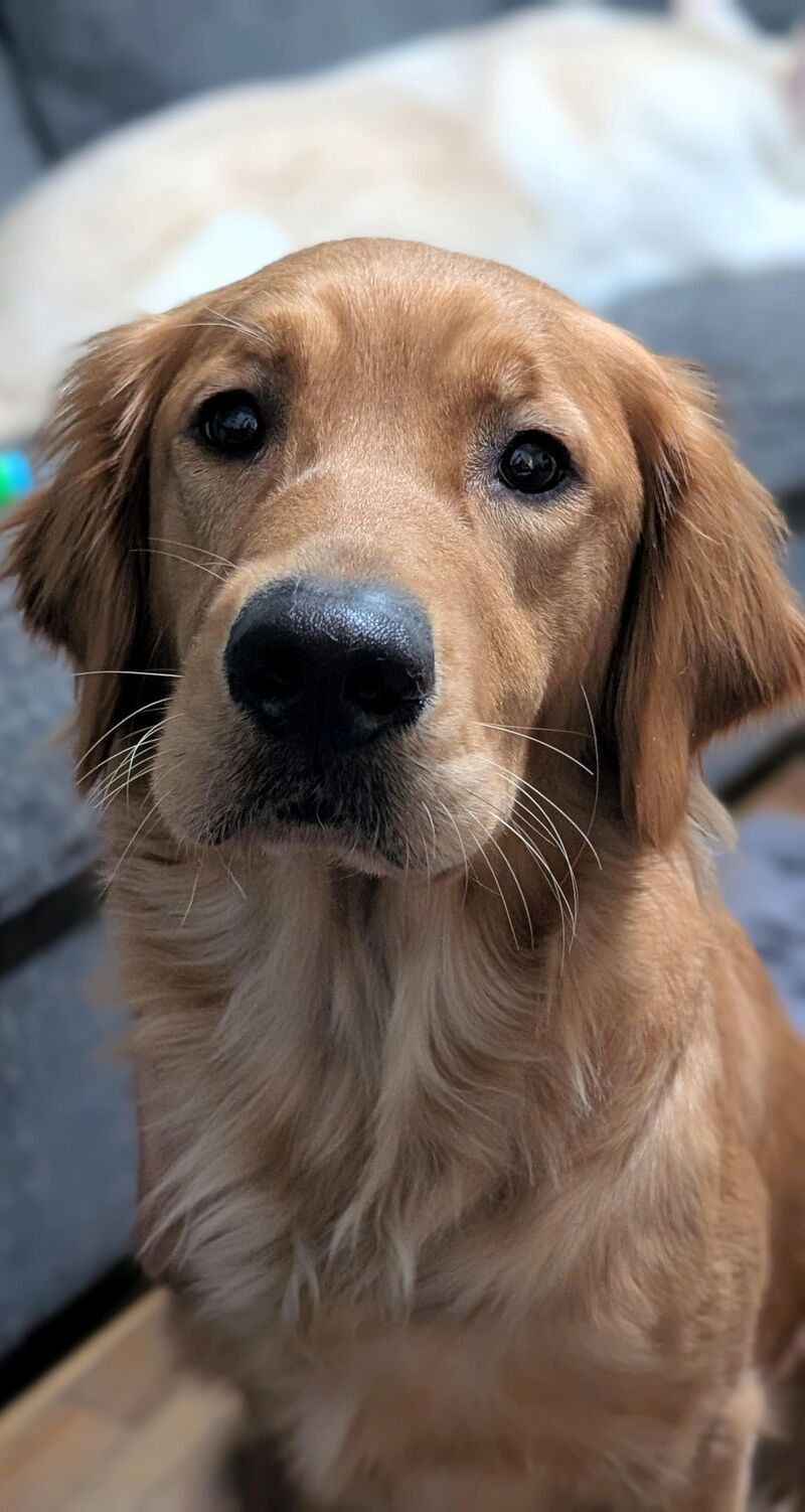What has your golden begging like this?