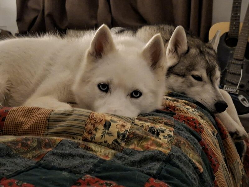 Rescuing a husky for my husky was the best choice I ever made!