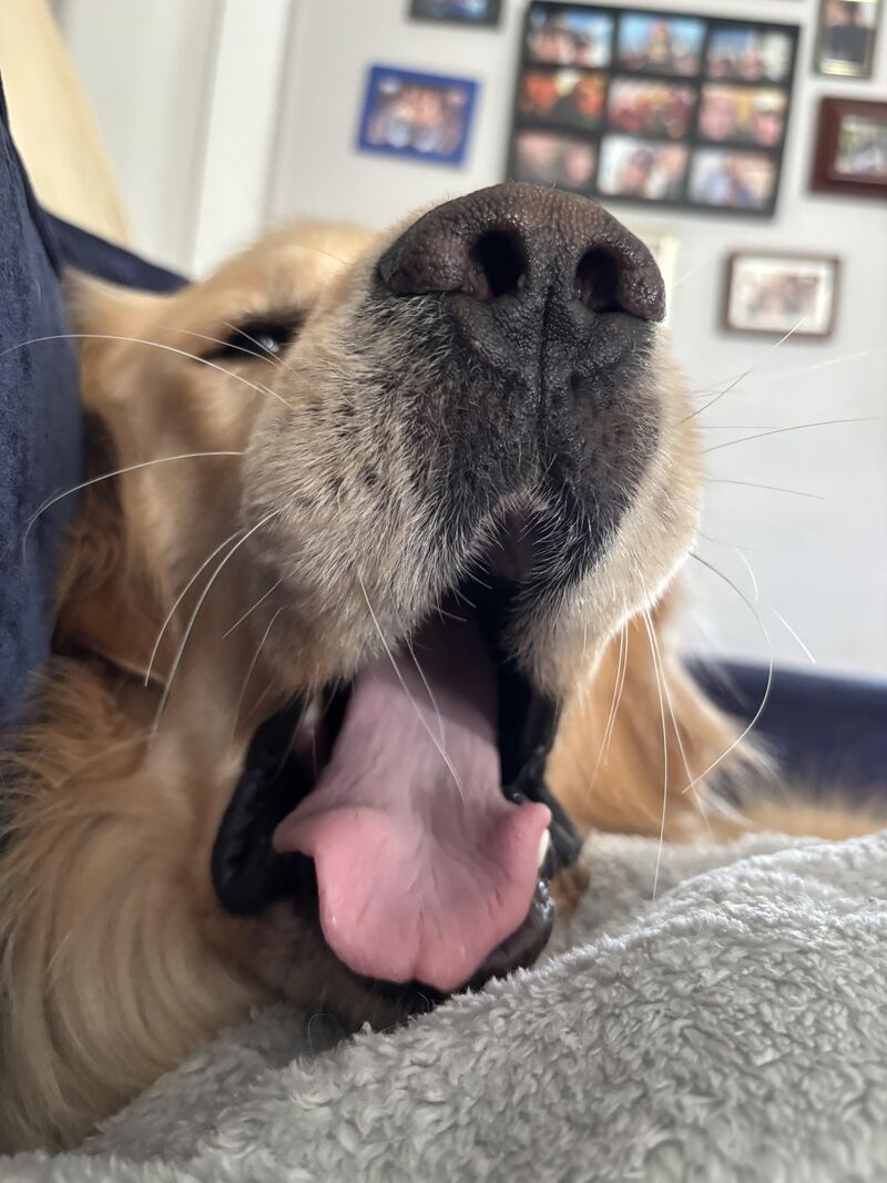 Big ol’ yawn