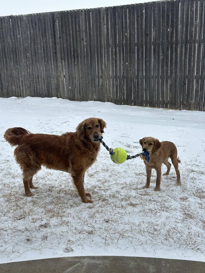 Tug wars 💥🗡️🎾