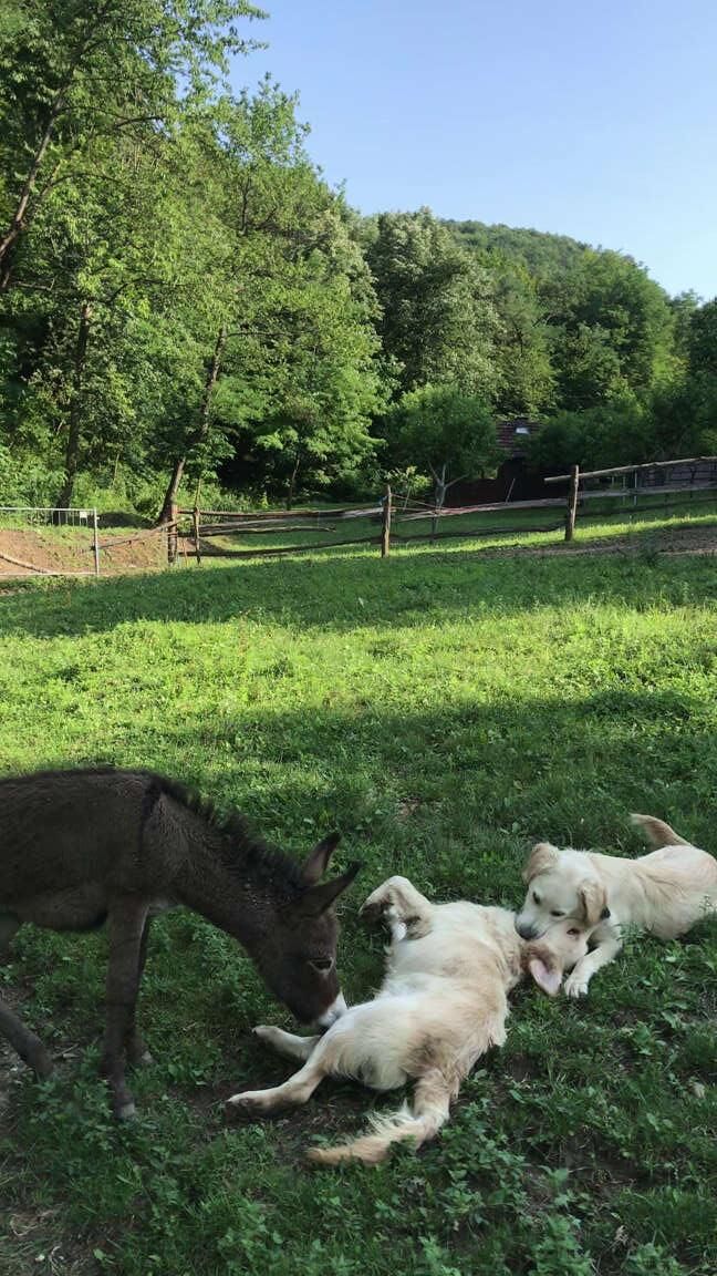 Happy International Golden Retrievers day