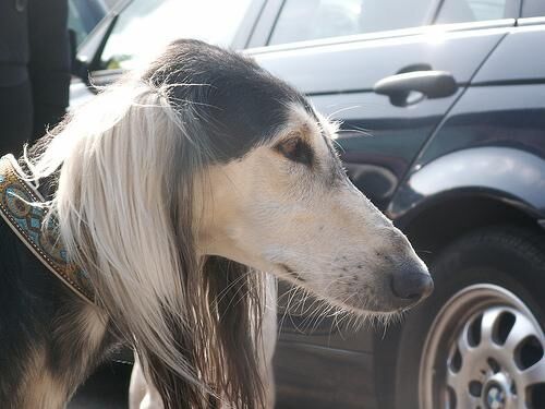 Saluki