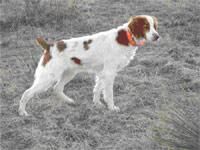Spaniel Brittany