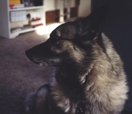 Elkhound Norwegian