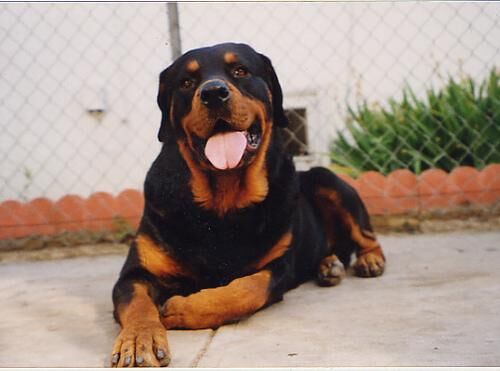 Rottweiler