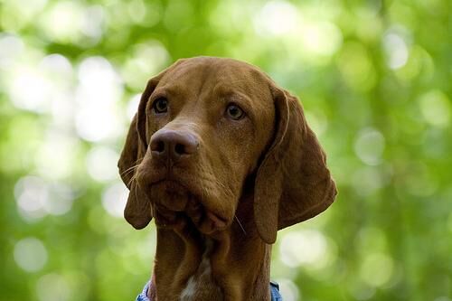 Vizsla