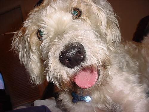 Terrier Wheaten