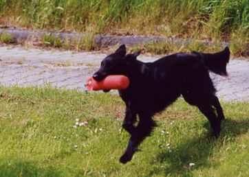 Retriever Flatcoated