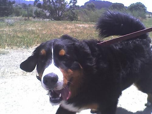Mountain Bernese