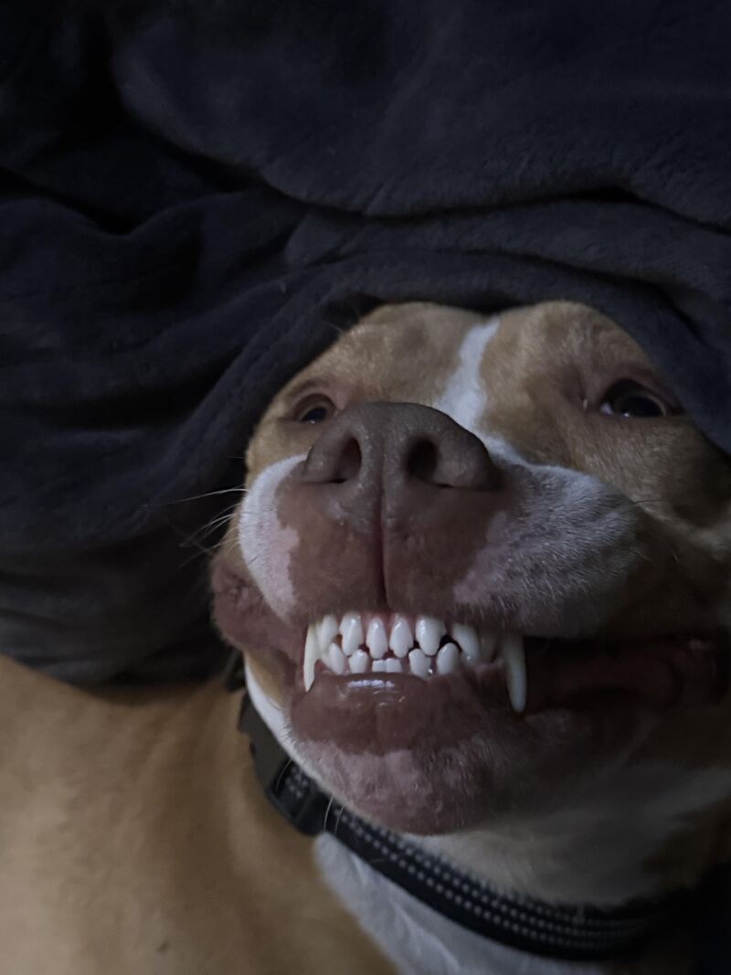 I promised a one week update since we got our rescue from Texas to Ohio. Well… Polo has been doing fantastic. ❤️