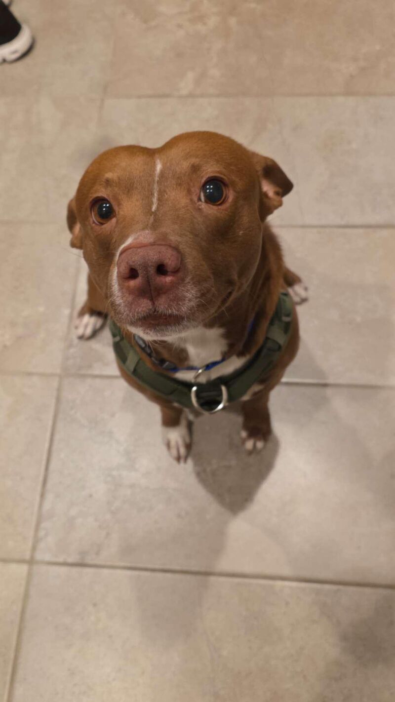 Heartworms & activity