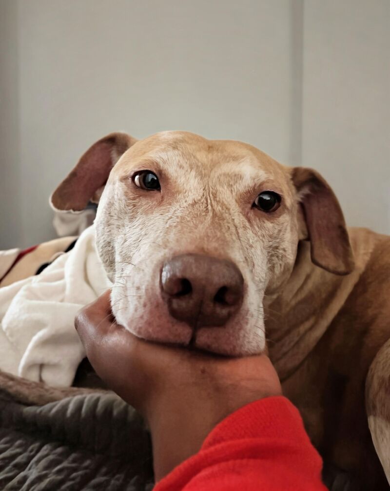 Does anyone else’s pitty do this?