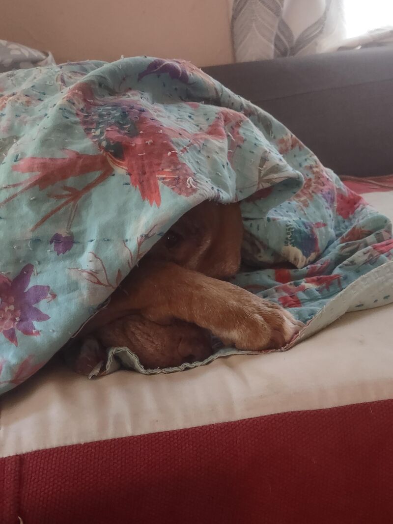 lily feeling how I feel lately 😂