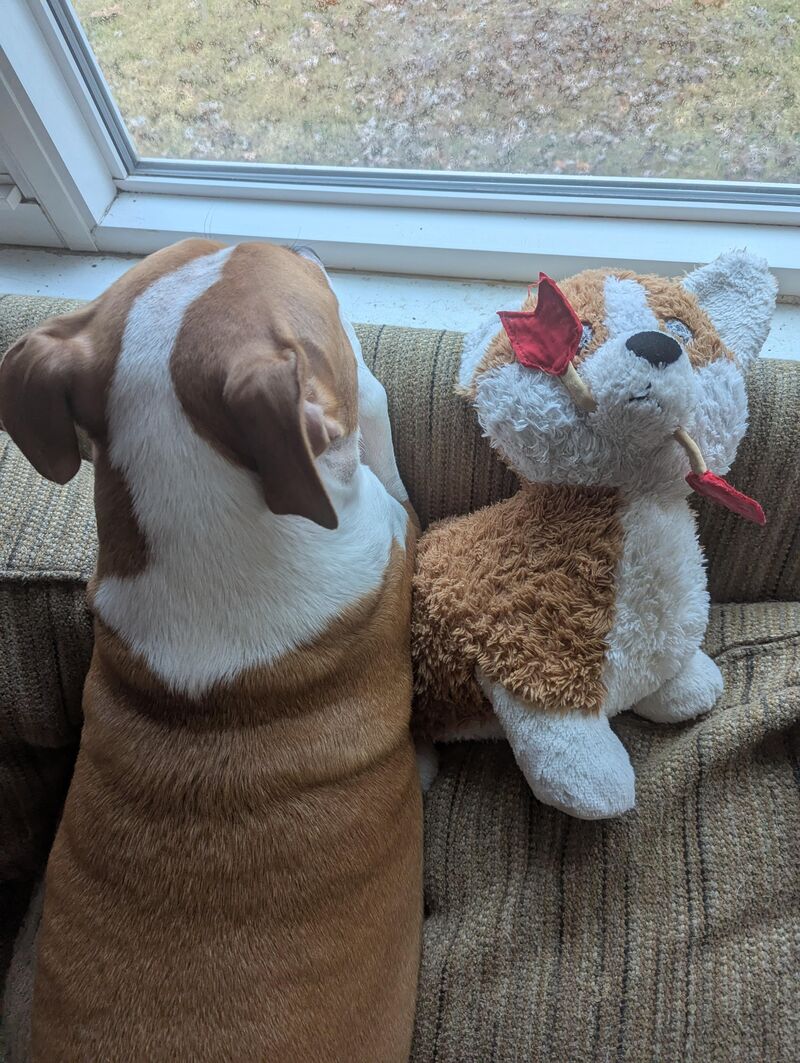 Wizard and Wizard Junior