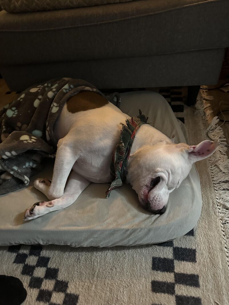 Anyone else’s pibble get the sleepy smiles?