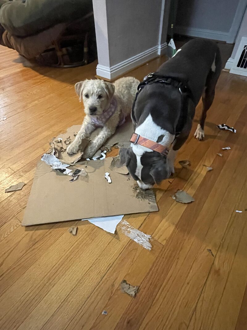 We let them “destroy” when they are to riled up