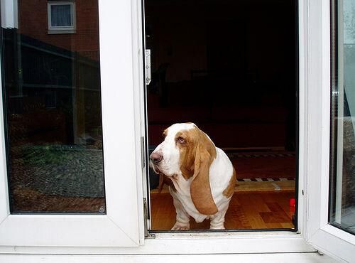 Hound Basset