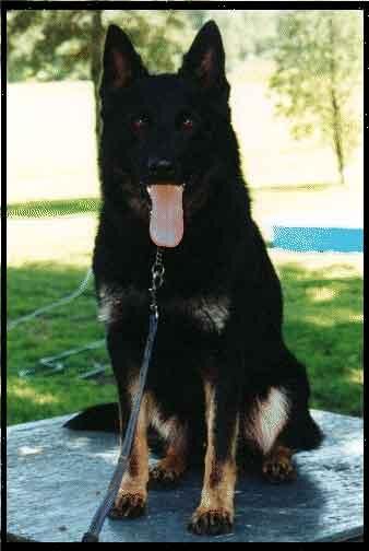 German Shepherd