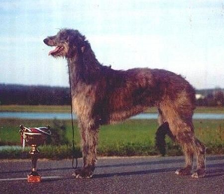 Deerhound Scottish